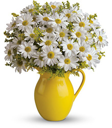 Teleflora's Sunny Day Pitcher of Daisies from Victor Mathis Florist in Louisville, KY